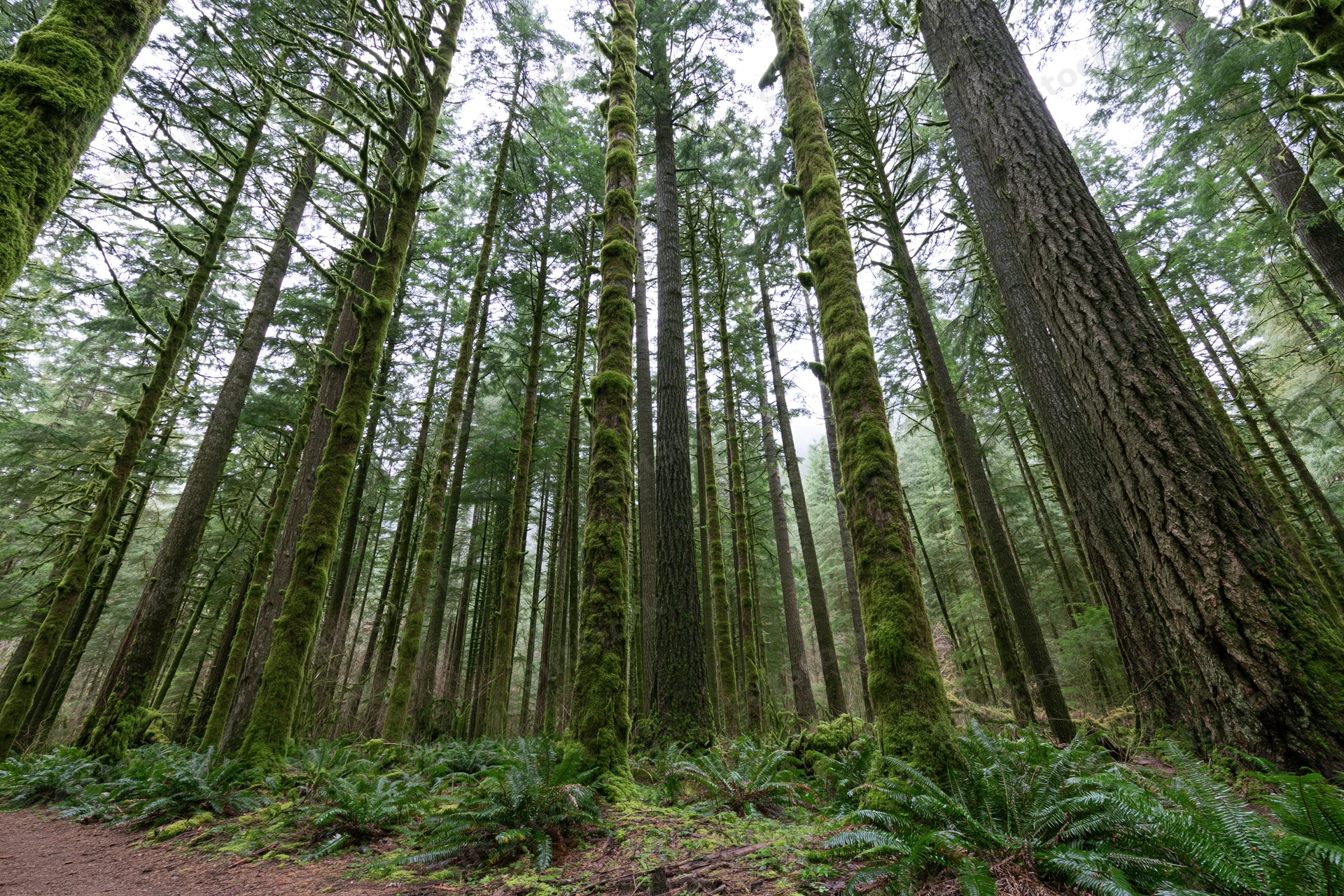 Towering moss-covered trees in a dense old-growth temperate rainforest with ferns on the forest floor
