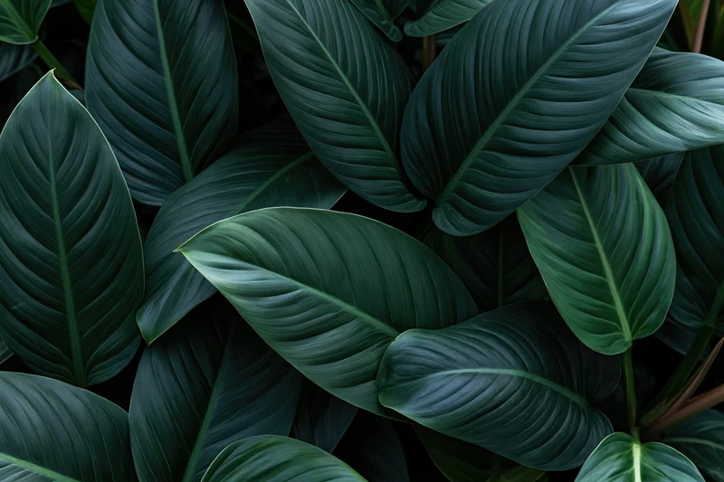 Dense tropical foliage filling the frame with large oval leaves in dark green tones