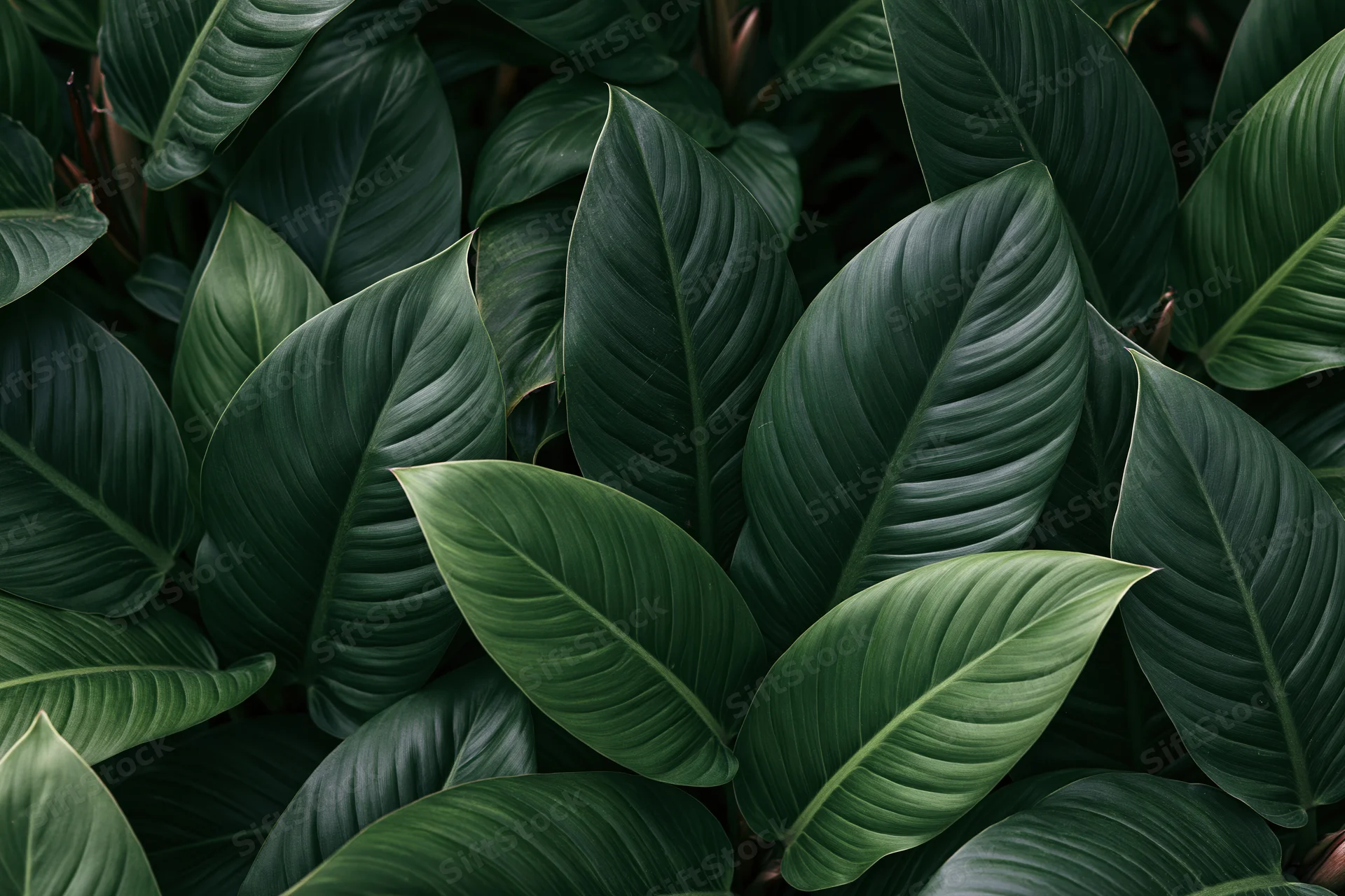 Dense tropical foliage filling the frame with large oval green leaves
