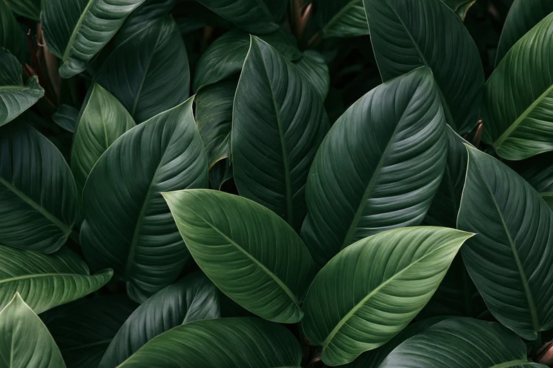 Dense tropical foliage filling the frame with large oval green leaves