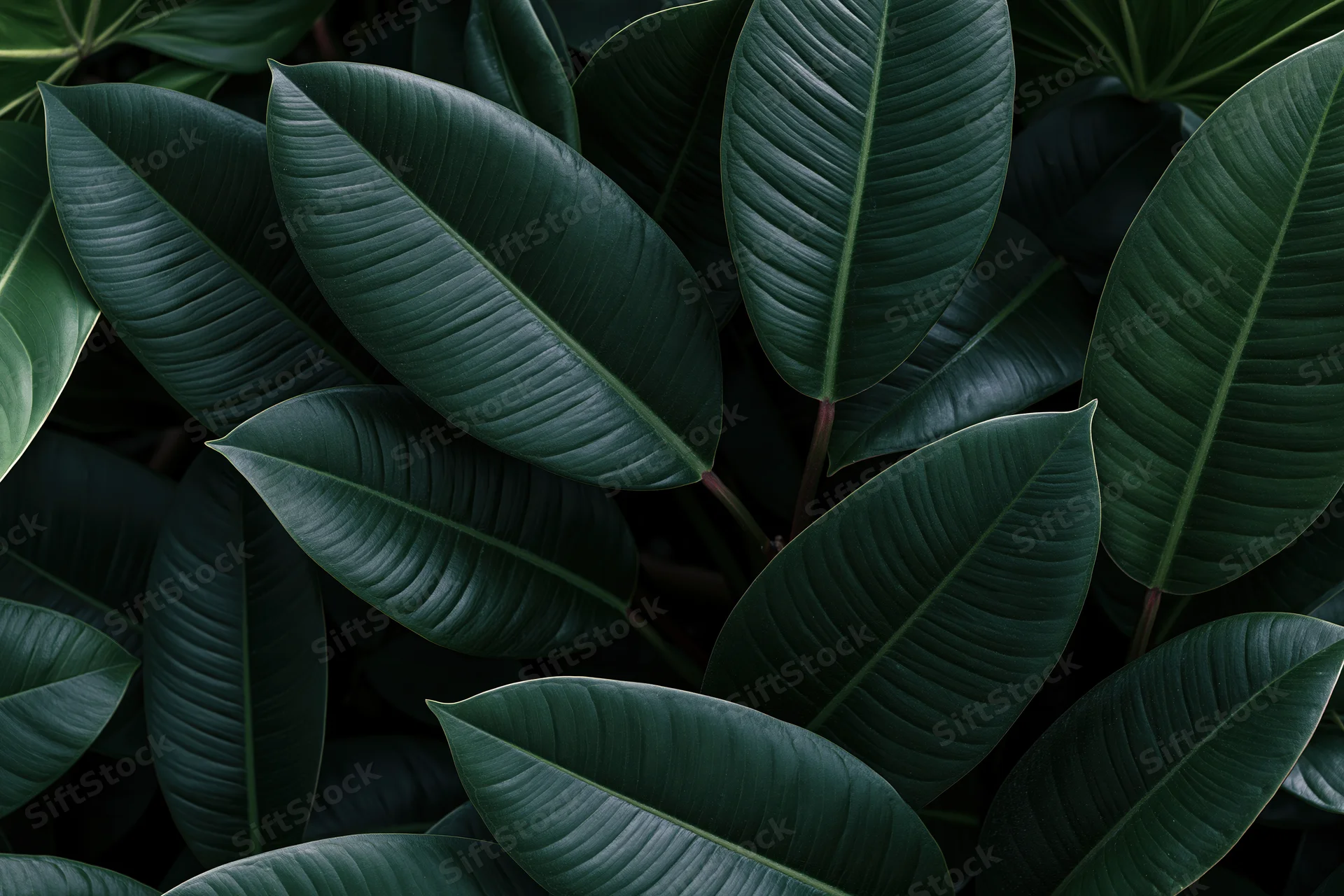 Dense tropical foliage filling the frame with large oval green leaves in shadow