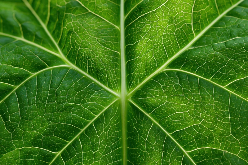 Extreme closeup of a large green leaf showing detailed vein structure and texture
