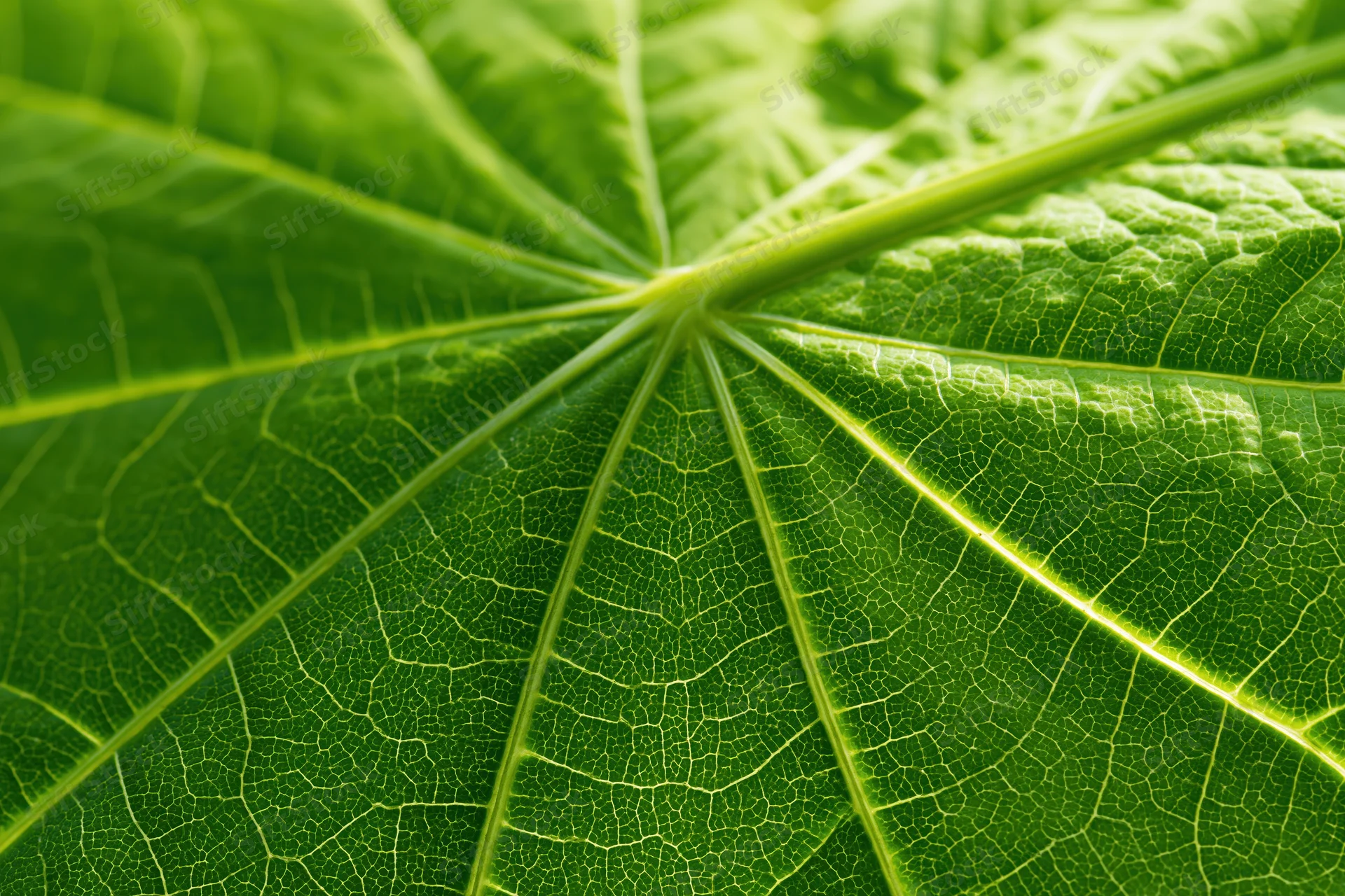 Extreme closeup of a green leaf showing detailed veins and texture filling the frame