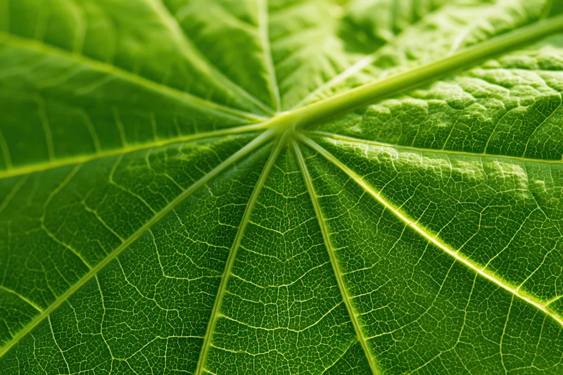 Extreme closeup of a green leaf showing detailed veins and texture filling the frame