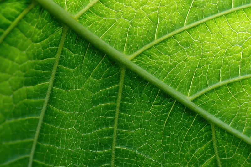 Extreme close-up of a green leaf showing detailed veins and texture