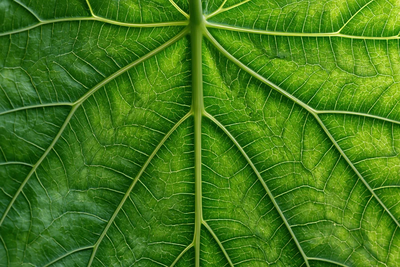 Extreme close-up of a large green leaf showing detailed veins and texture