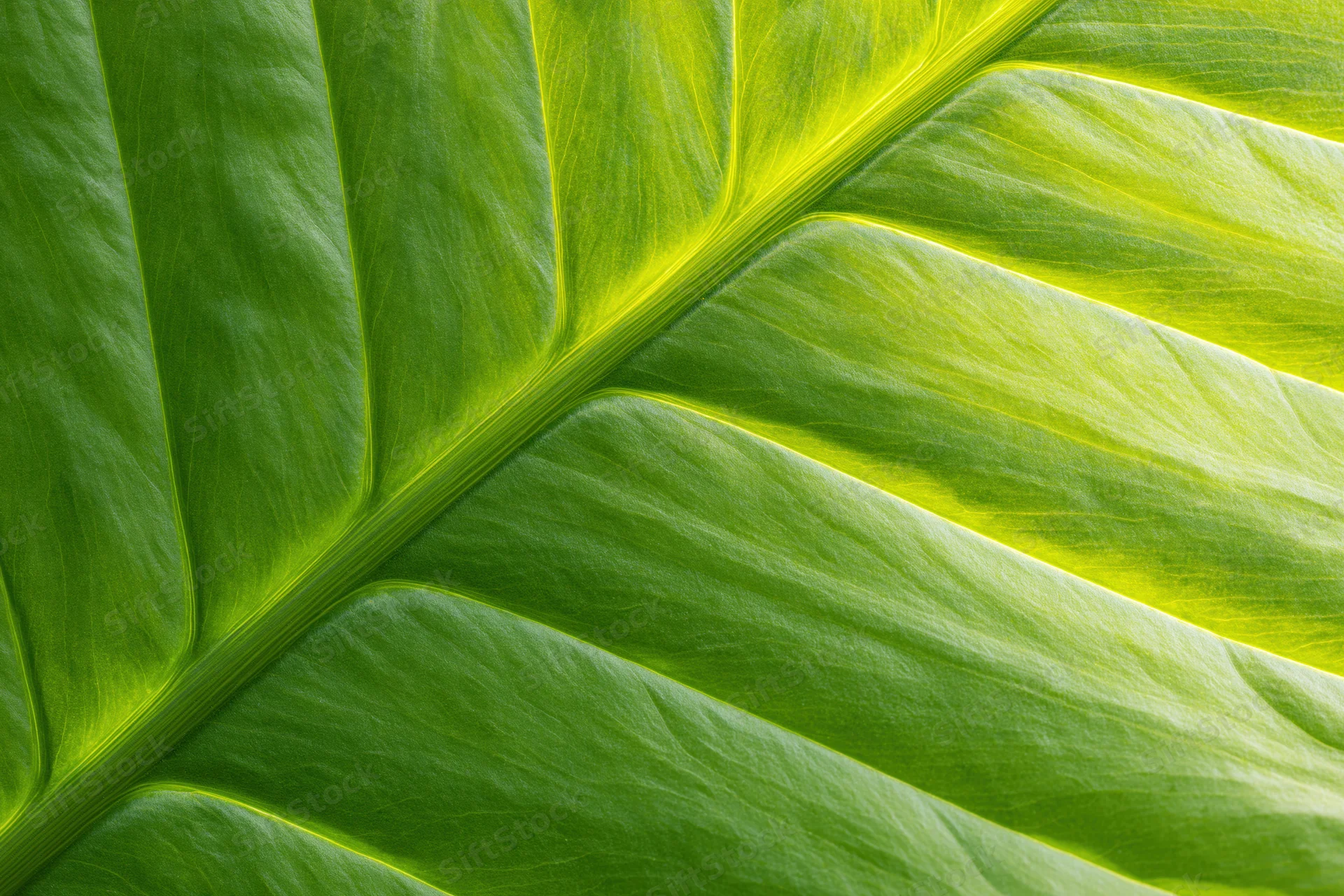 Extreme close-up of a large tropical leaf surface showing detailed veins and texture