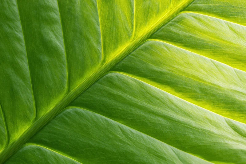 Extreme close-up of a large tropical leaf surface showing detailed veins and texture