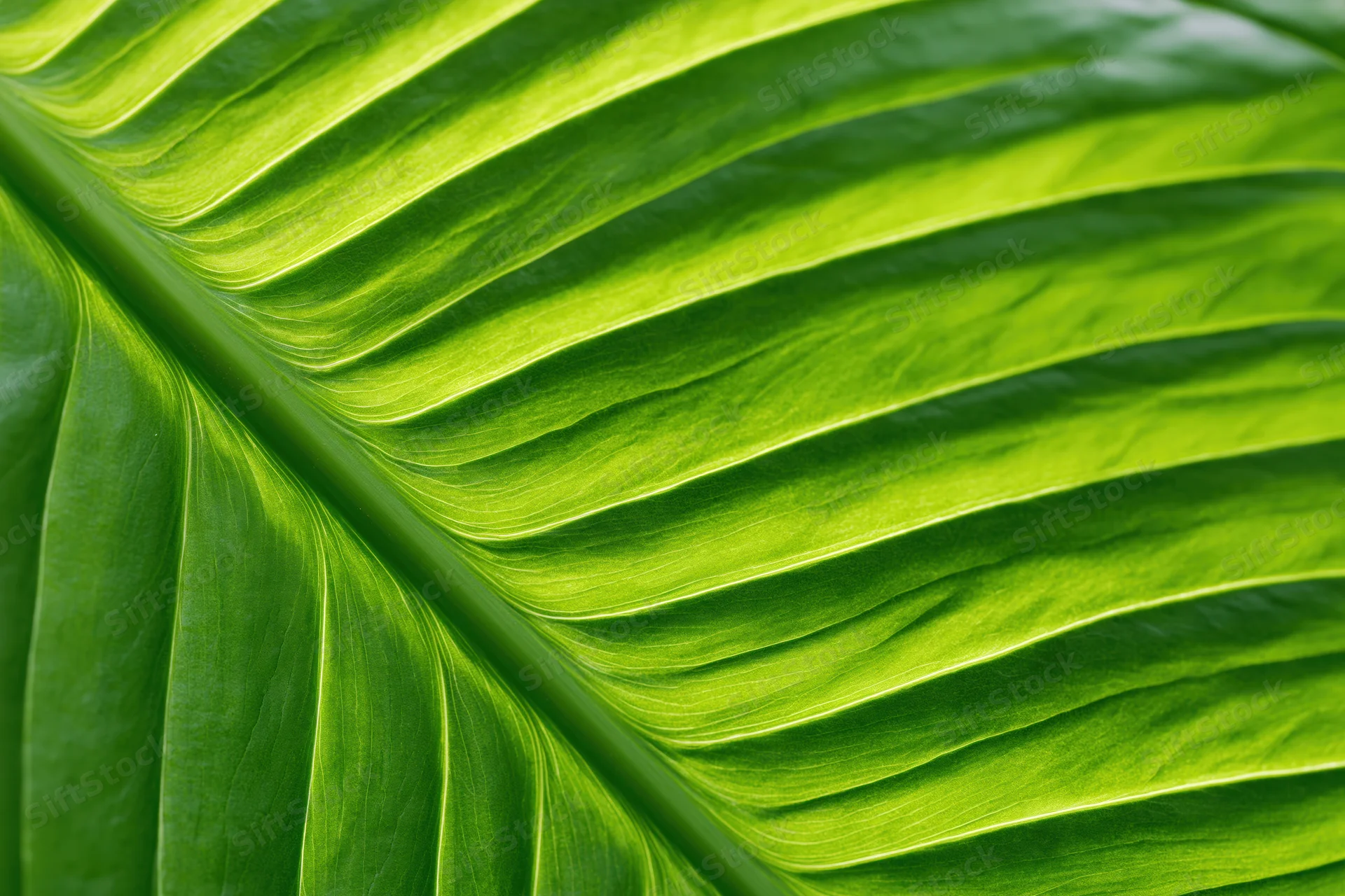 Close-up of a large tropical leaf surface showing detailed veins and vibrant green texture