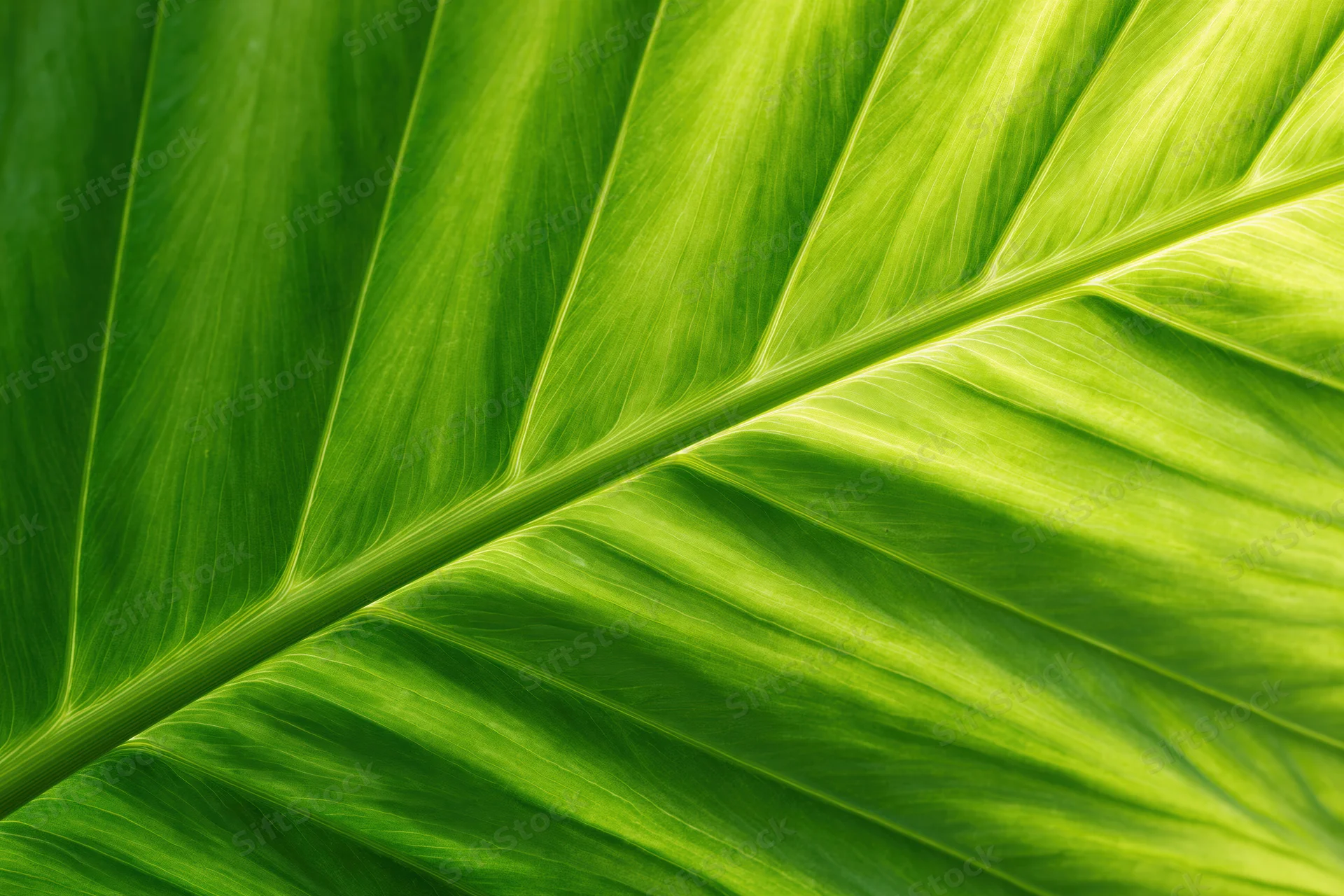 Extreme closeup of a large tropical leaf surface showing detailed veins and vibrant green texture