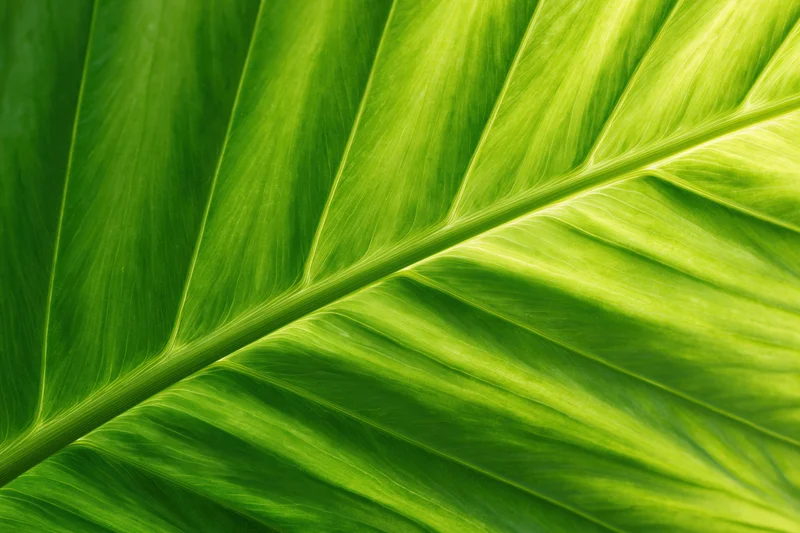Extreme closeup of a large tropical leaf surface showing detailed veins and vibrant green texture