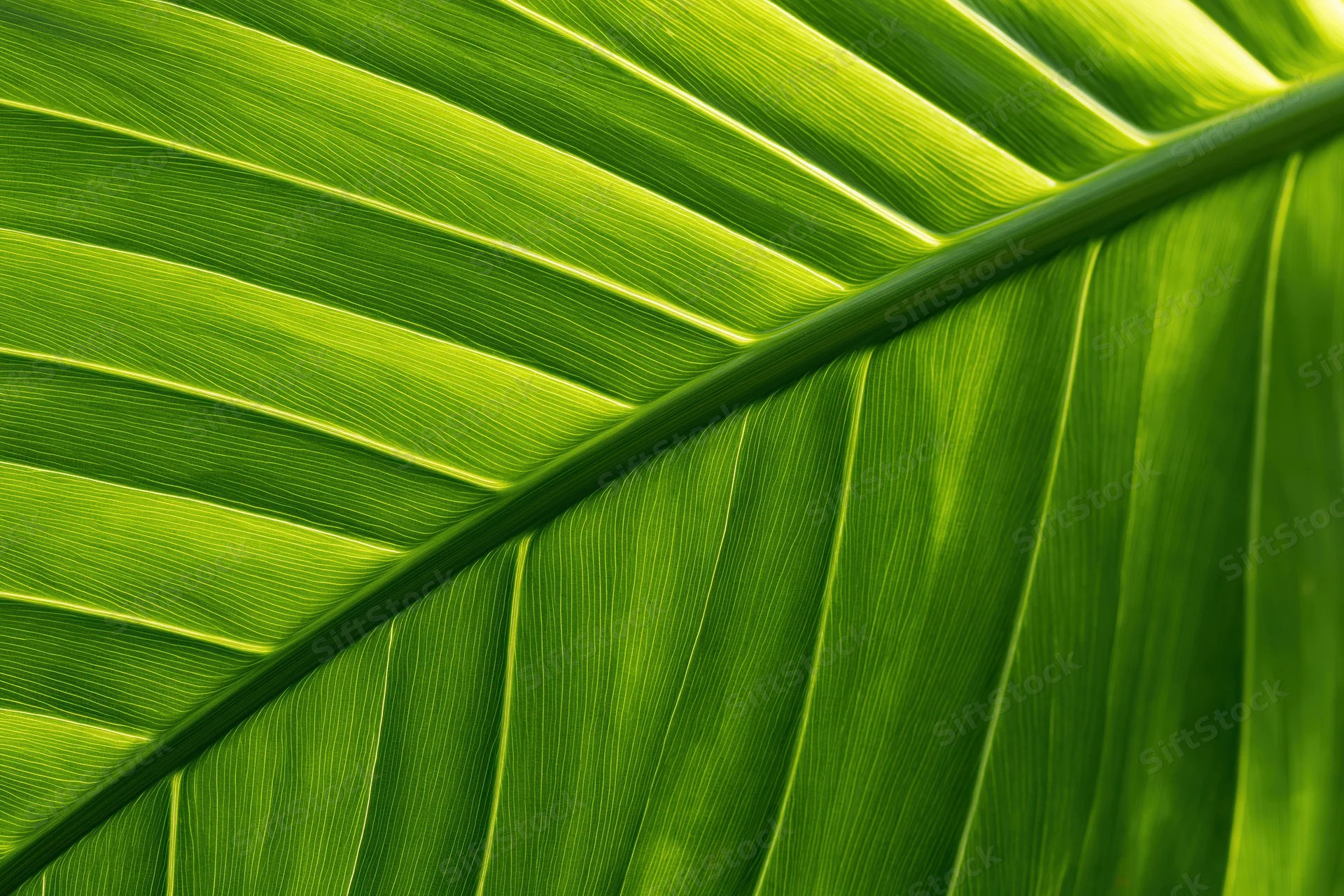 Close-up of a large tropical leaf surface showing detailed veins and vibrant green texture