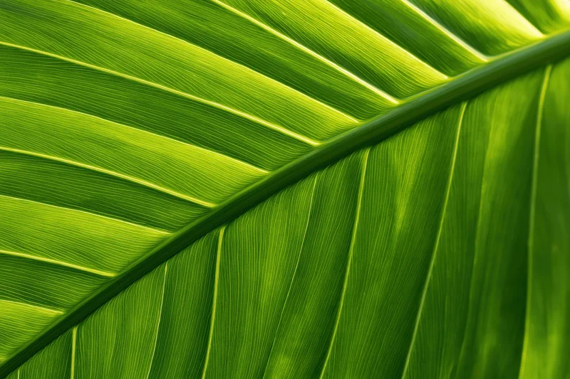 Close-up of a large tropical leaf surface showing detailed veins and vibrant green texture