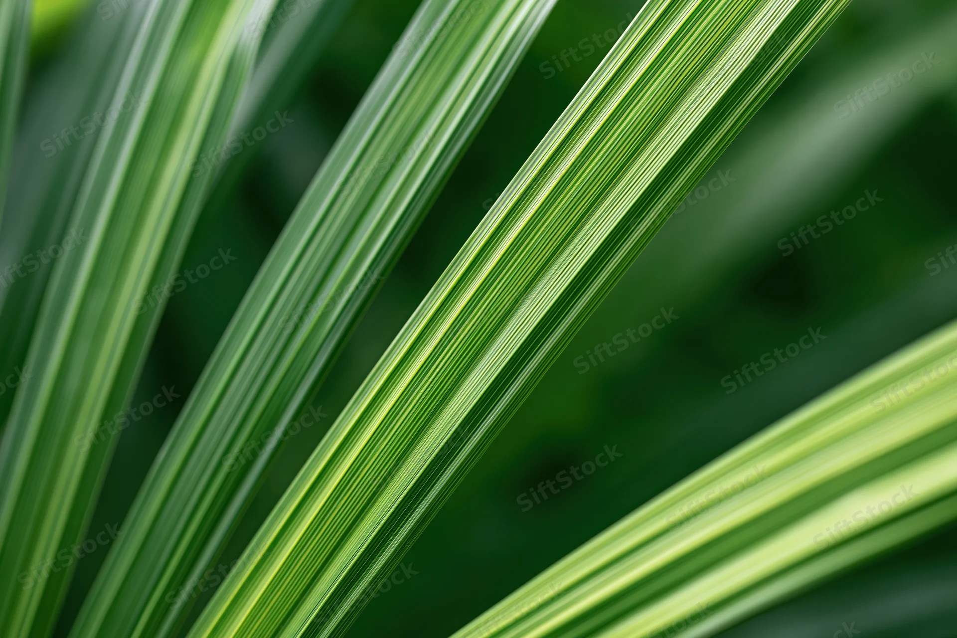 Overlapping green plant leaves in close-up macro view