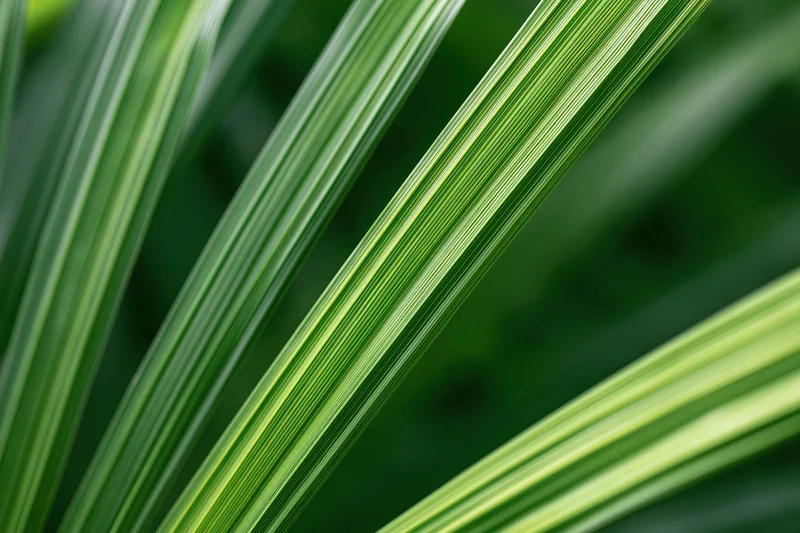 Overlapping green plant leaves in close-up macro view