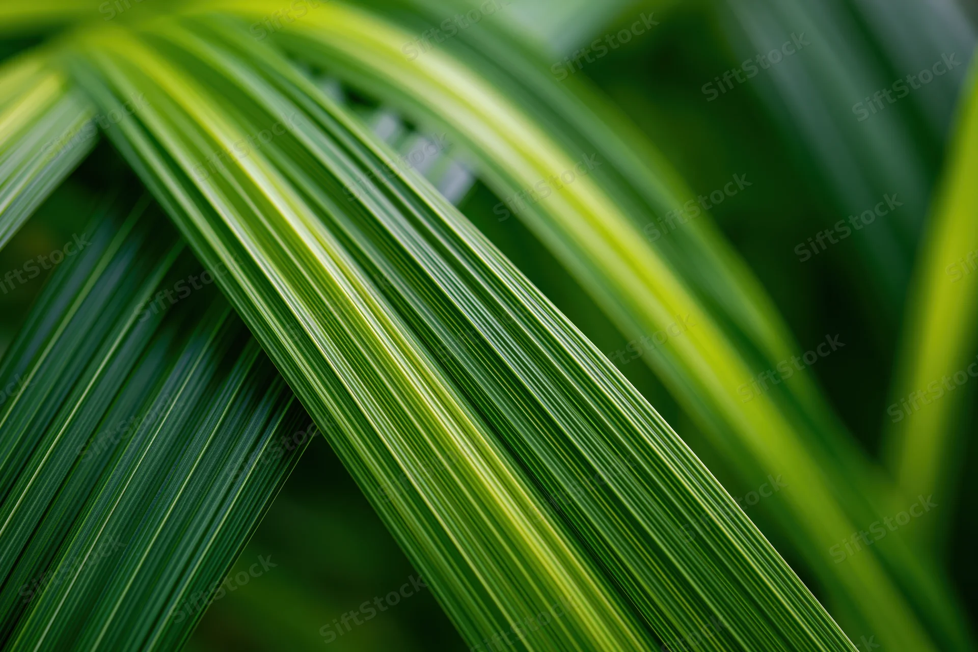 Overlapping green plant leaves in extreme closeup showing natural texture and variegated stripes