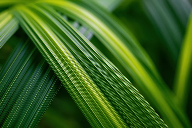 Overlapping green plant leaves in extreme closeup showing natural texture and variegated stripes