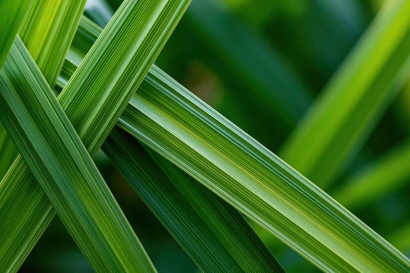 Overlapping green plant leaves in close-up macro view
