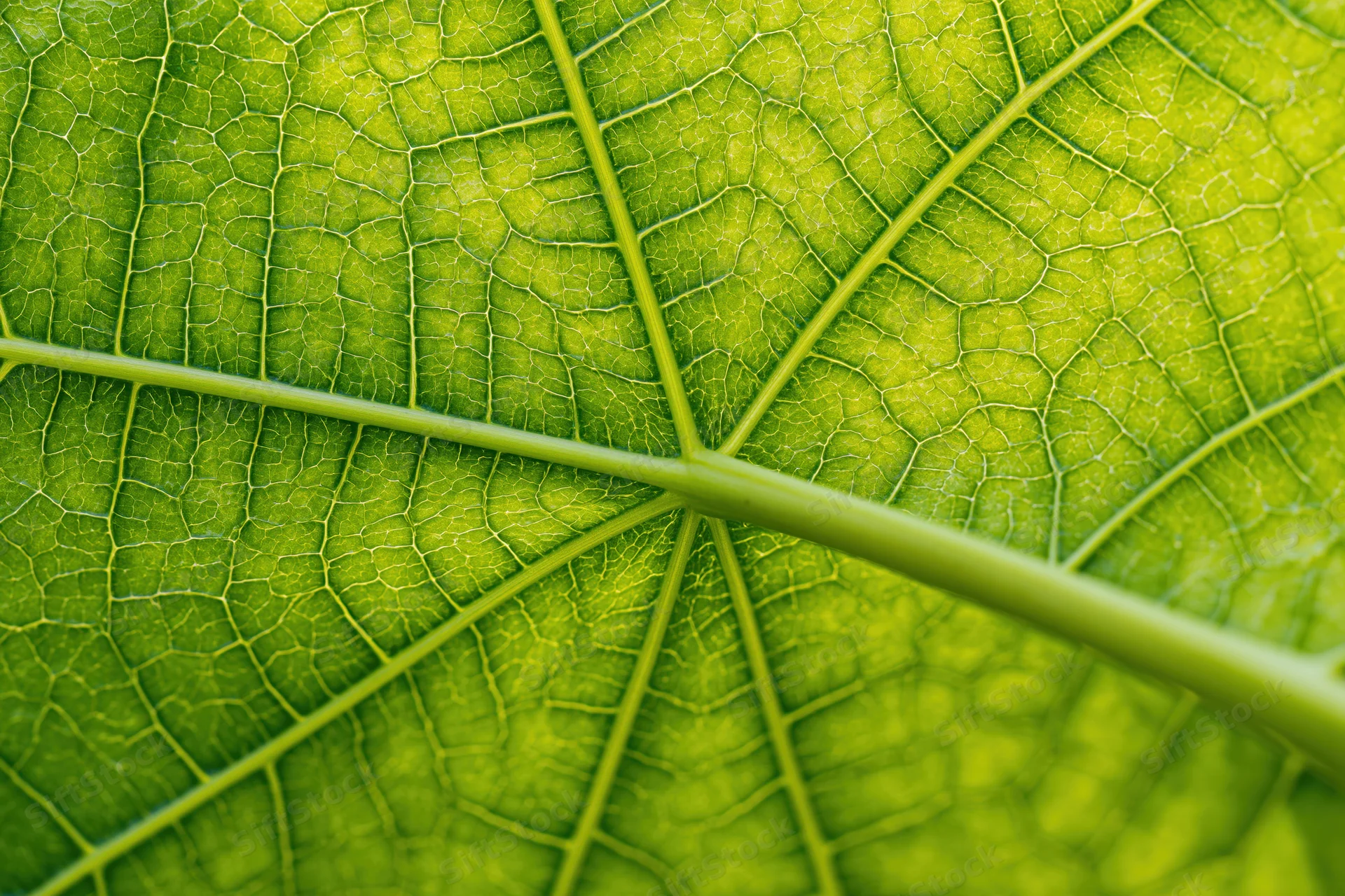 Extreme close-up of a green leaf showing detailed vein structure and texture