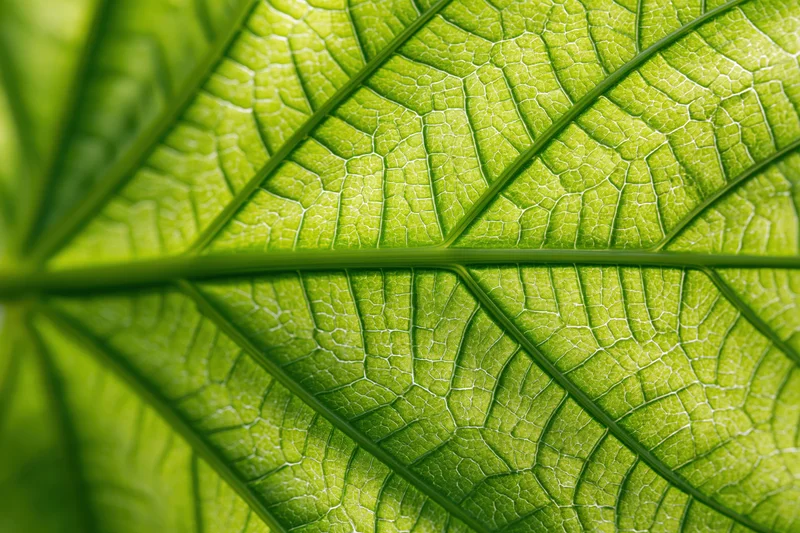 Close-up of a green leaf showing detailed veins and texture under sunlight
