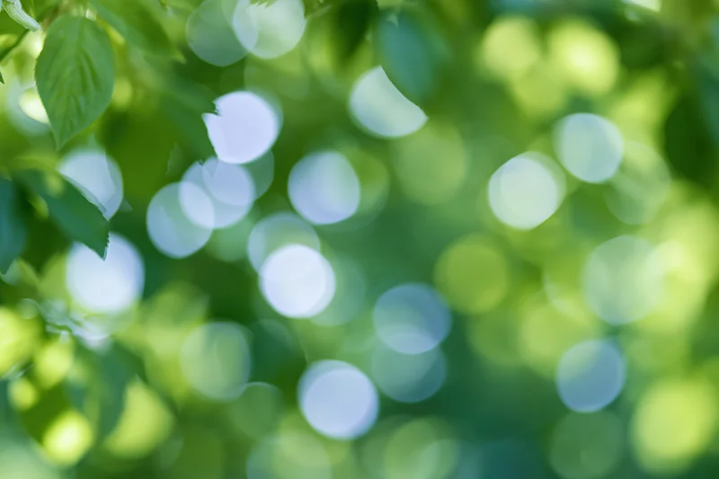 Sunlit green foliage with soft bokeh light spots in a natural outdoor setting