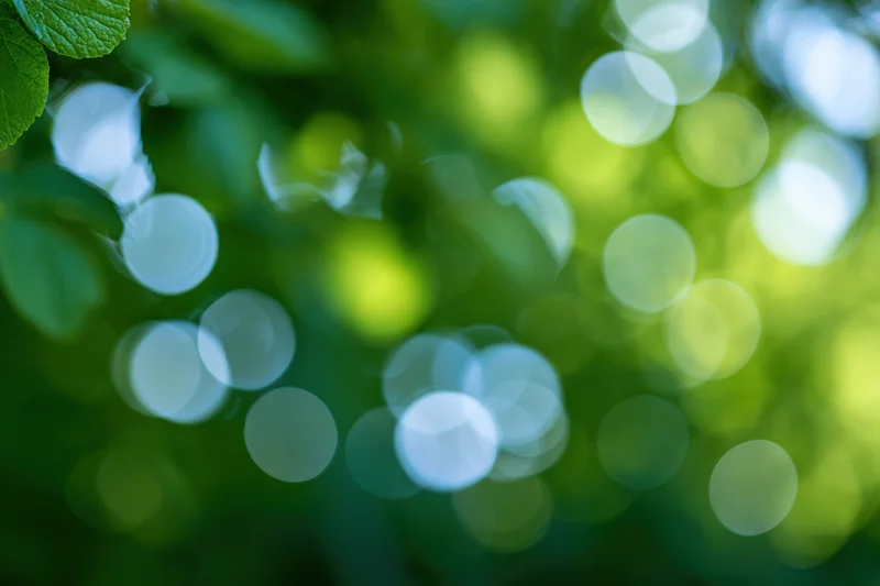 Sunlit green foliage with soft bokeh light circles in a natural outdoor setting