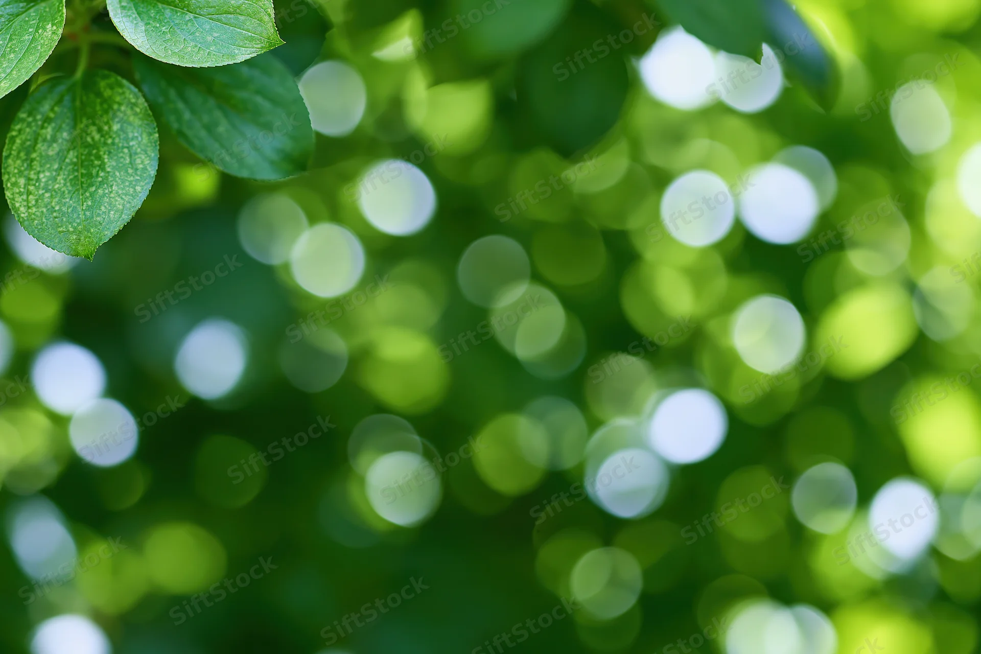 Sunlit green leaves in sharp focus with blurred foliage and bokeh lights in the background