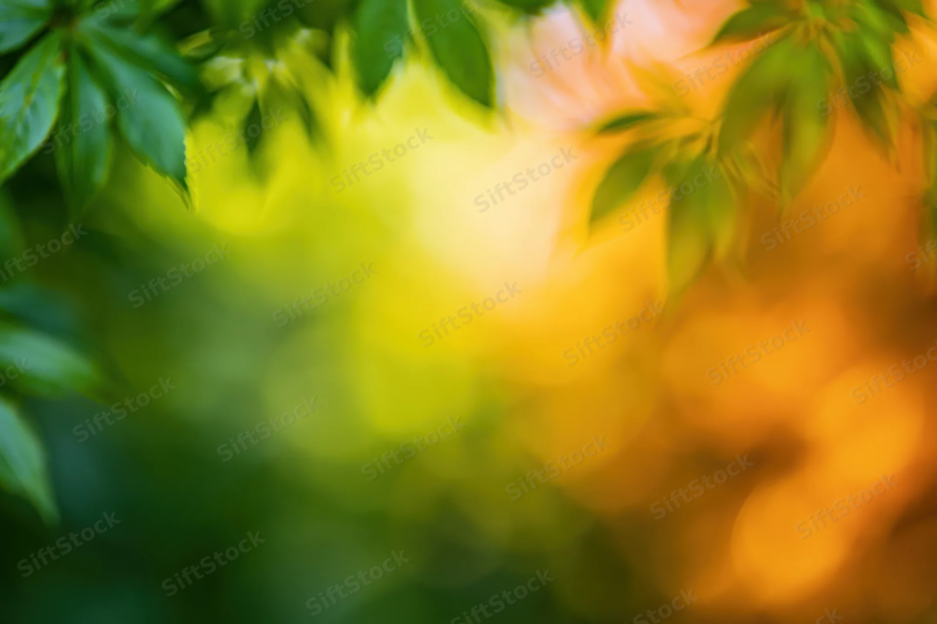 Sunlit green leaves framing a blurred golden background in a natural outdoor setting
