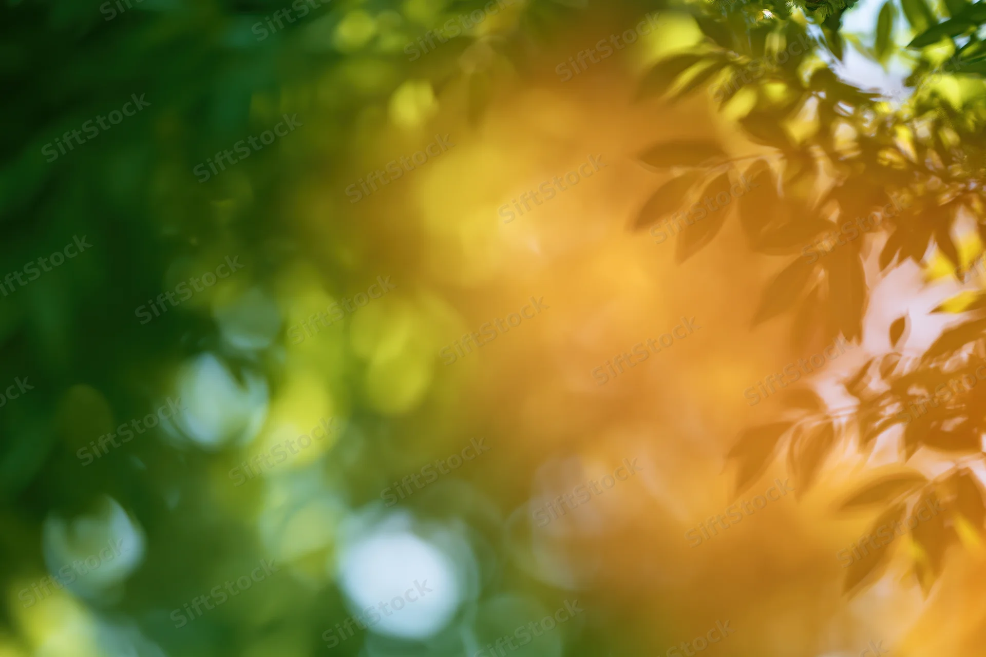 Sunlit leaves in a tree canopy with golden bokeh light filtering through green foliage