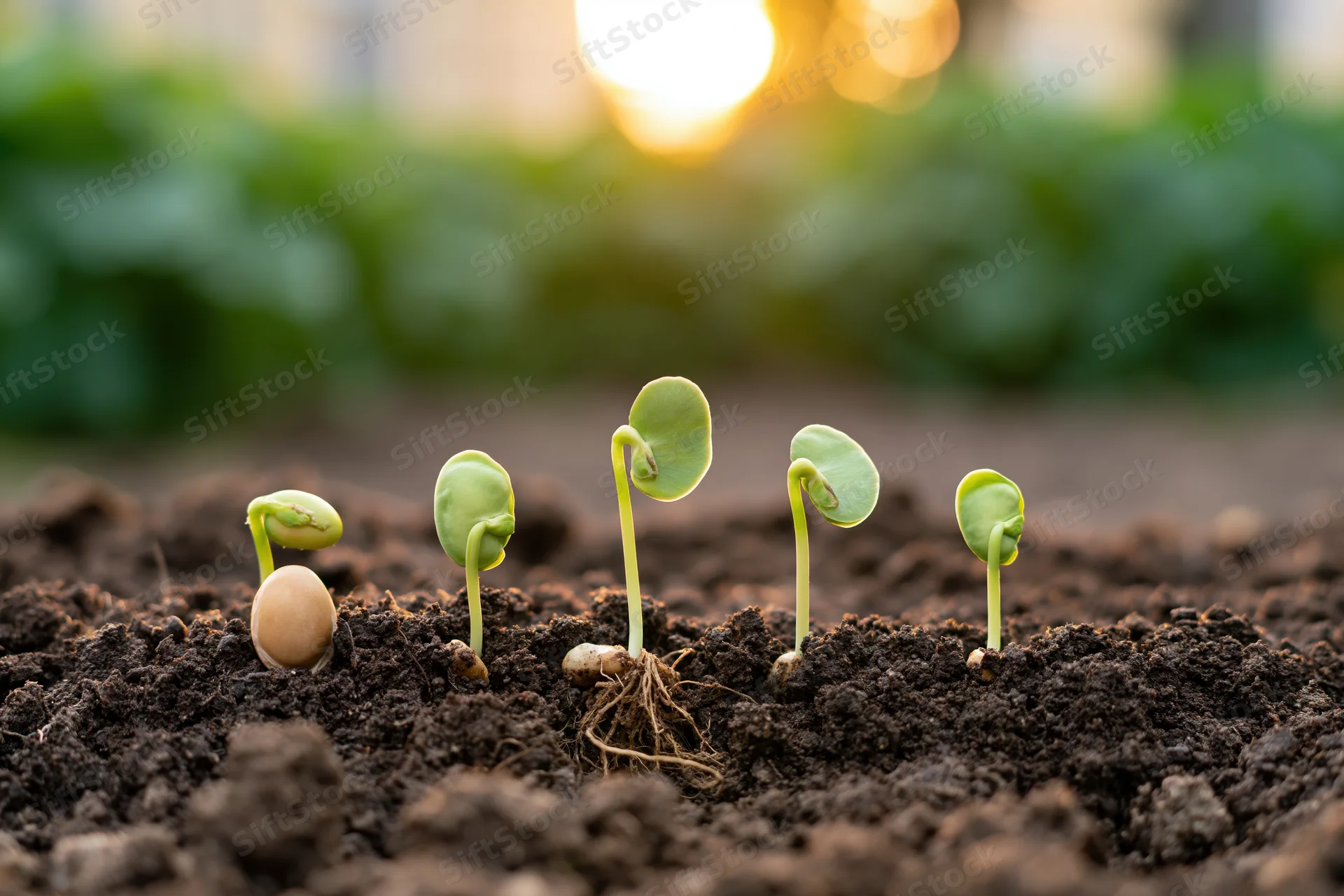 Five bean seedlings in a row emerging from soil showing stages of germination in a garden at sunrise