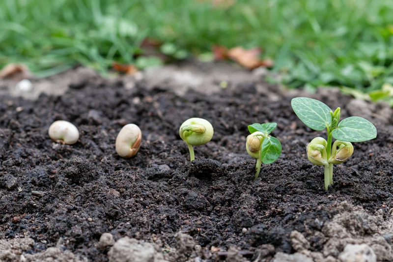 Bean seedlings sprouting in dark moist soil from left to right