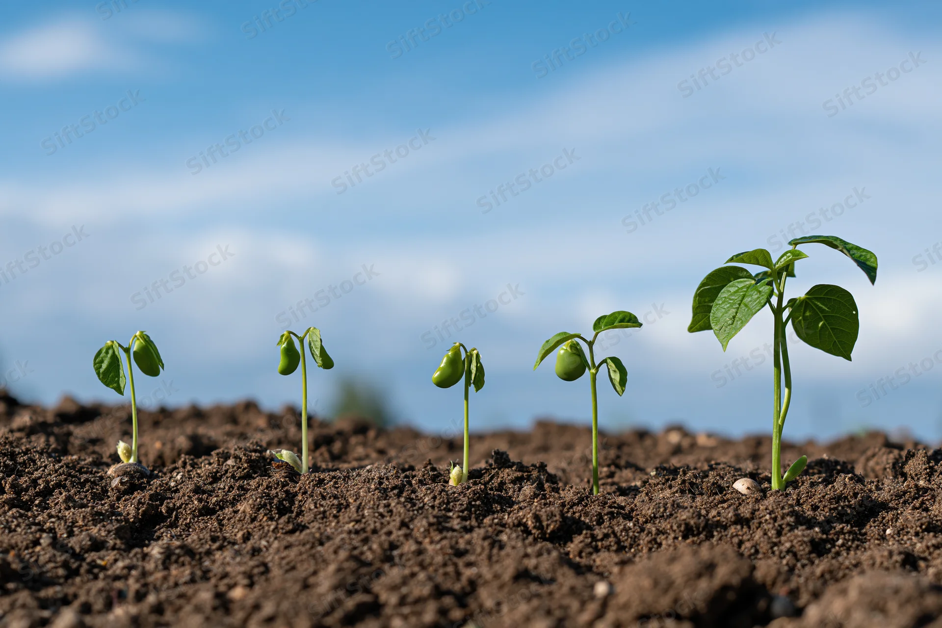 Five bean seedlings in soil showing growth stages from left to right under blue sky