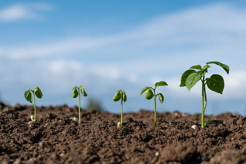 Five bean seedlings in soil showing growth stages from left to right under blue sky