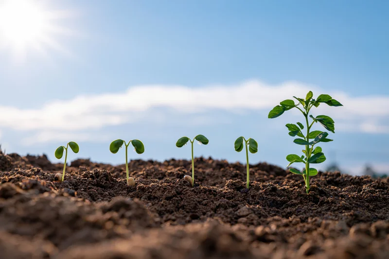 Five bean seedlings in sequence of growth emerging from soil under blue sky