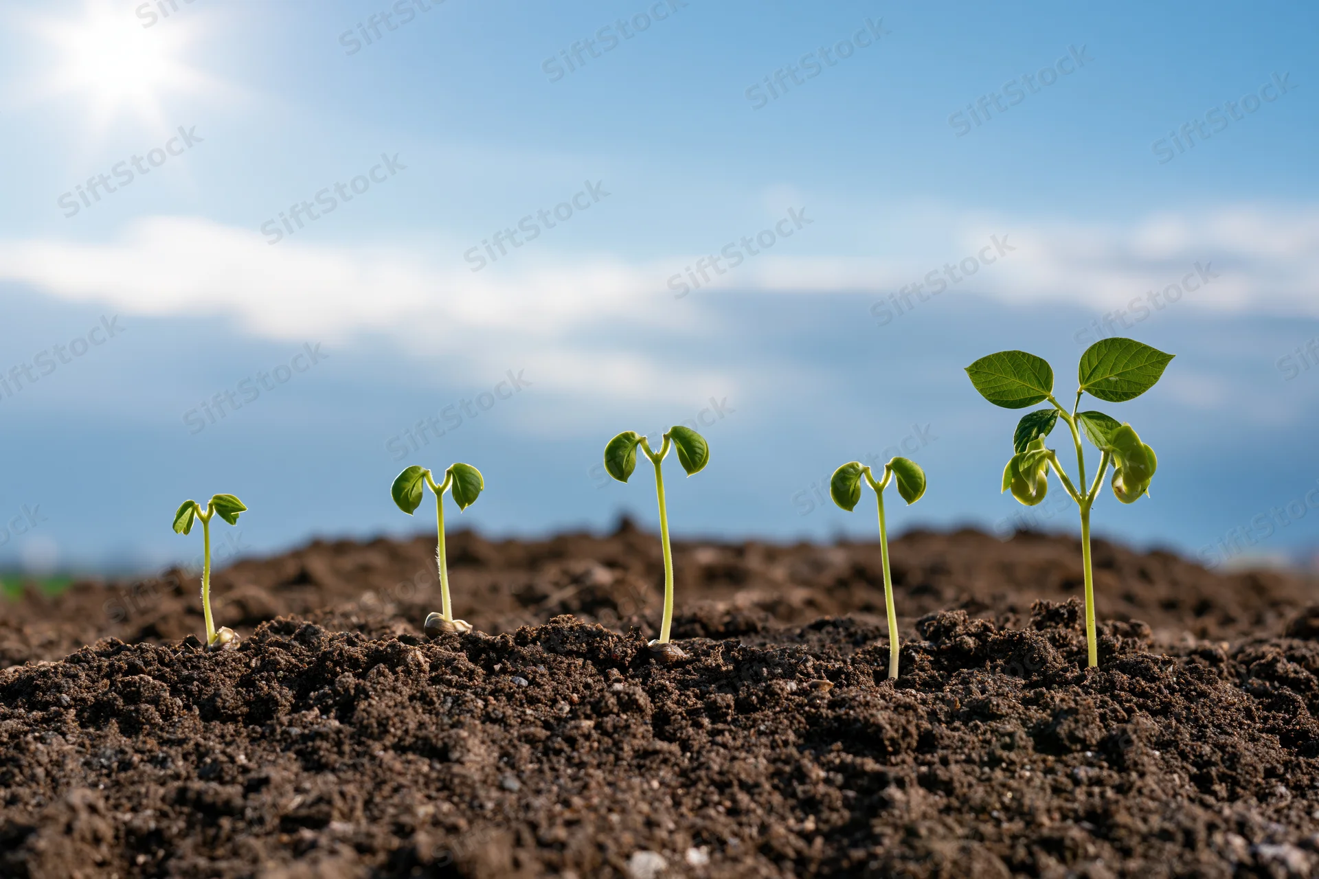 Five bean seedlings in a row growing in soil under a sunny sky