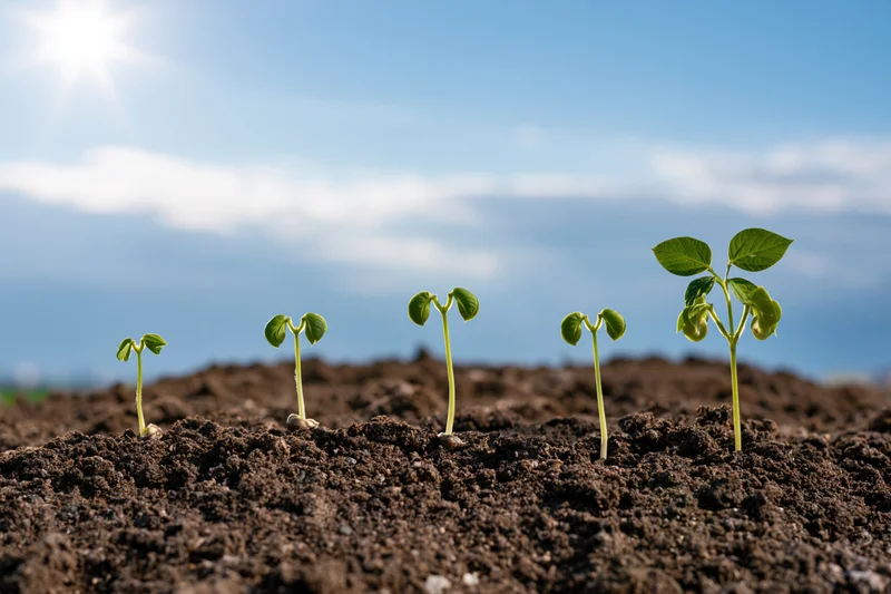 Five bean seedlings in a row growing in soil under a sunny sky