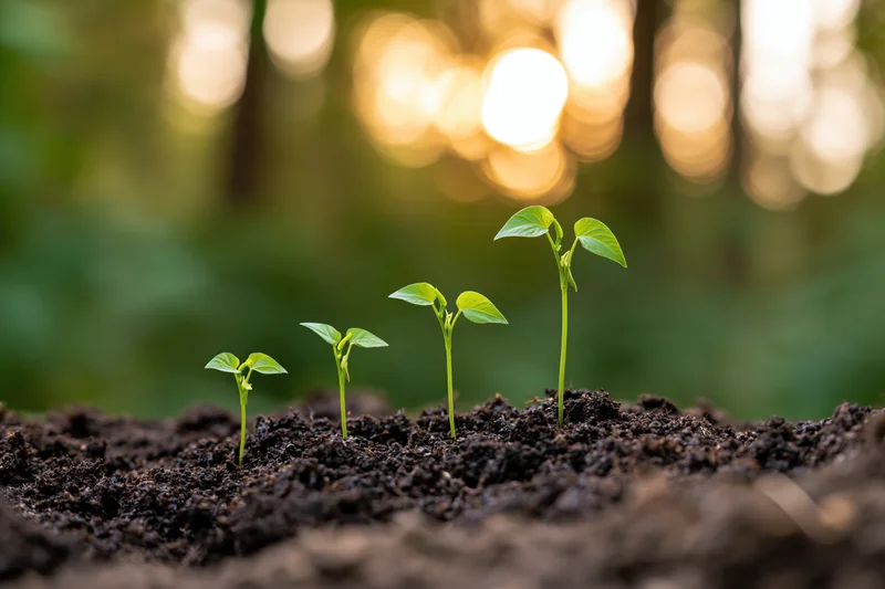 Four seedlings growing in soil in a forest with sunlight filtering through trees