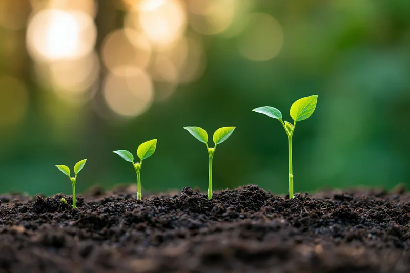 Four seedlings growing in a row from smallest to tallest in dark soil with blurred green background and sunlight bokeh