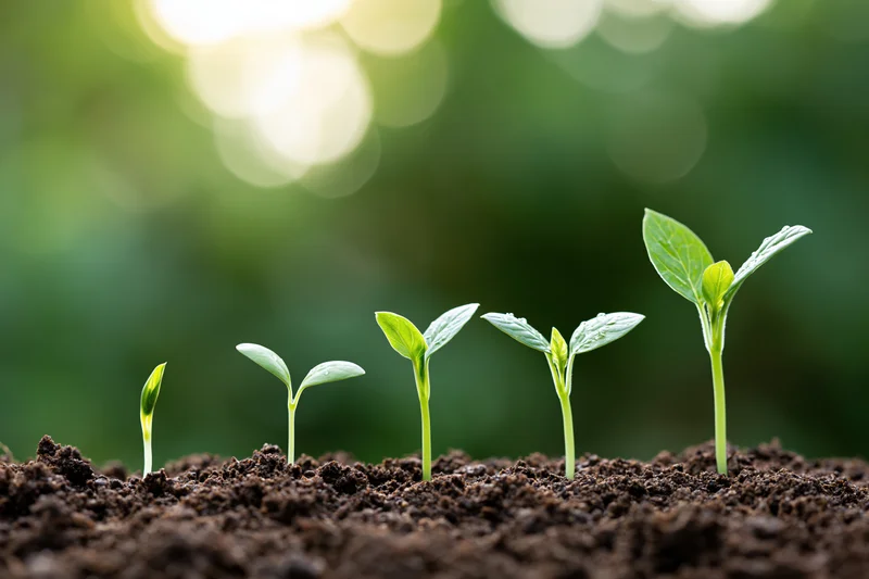Five seedlings in a row showing progressive growth in soil with blurred green background