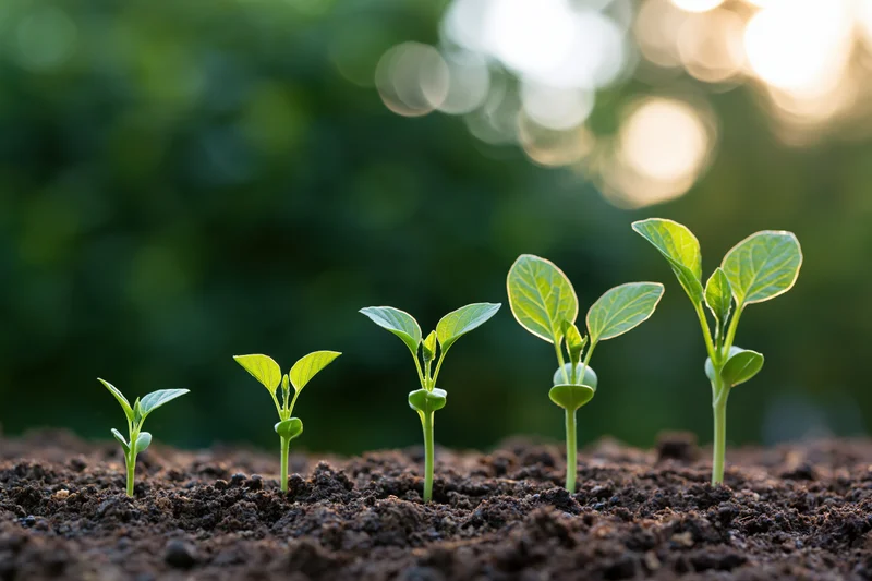 Five seedlings in a row showing progressive growth stages in soil under sunlight