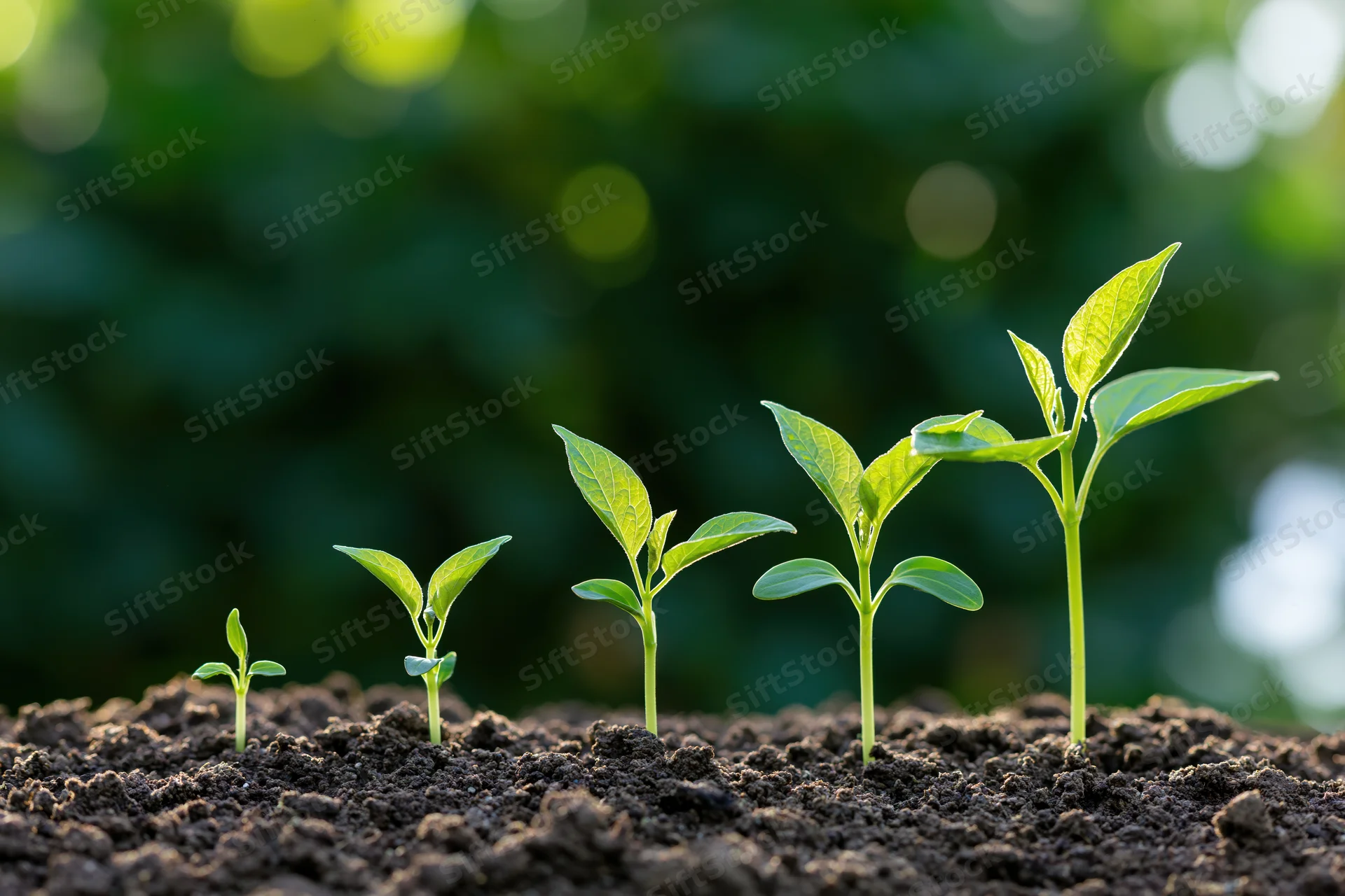 Five seedlings in progressive growth stages emerging from dark soil in a garden setting