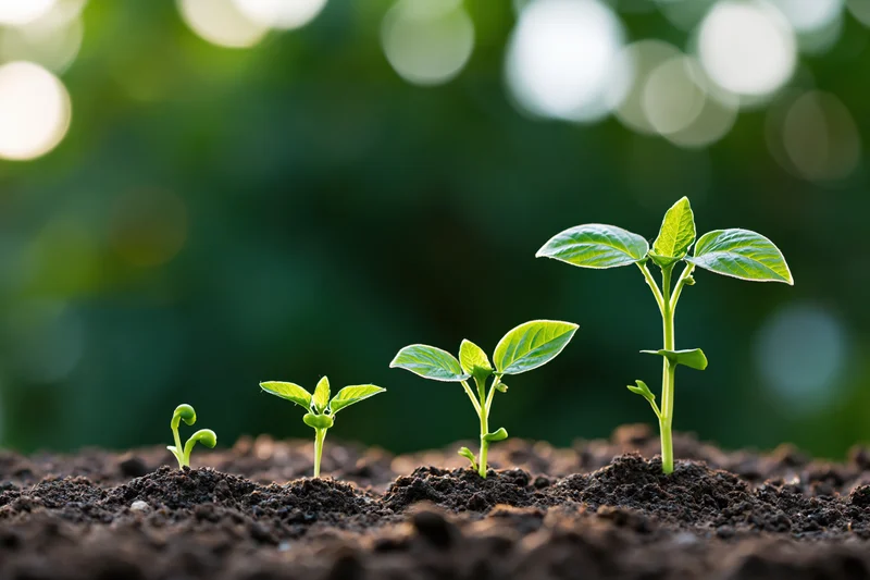 Five seedlings in progressive growth stages emerging from soil in a garden setting