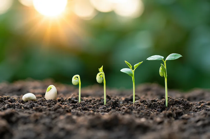 Five seedlings in soil showing stages of growth from seed to sprout under sunlight