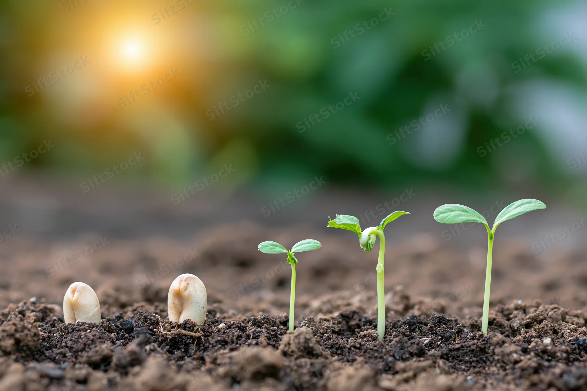 Five seedlings in soil showing stages of growth from seed to sprout under morning sun