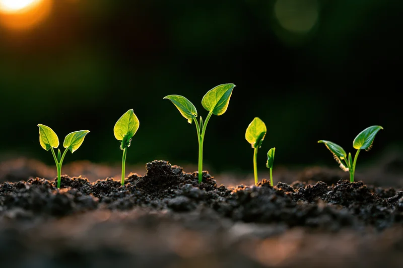 Five seedlings at different growth stages emerging from soil in a row under warm sunlight