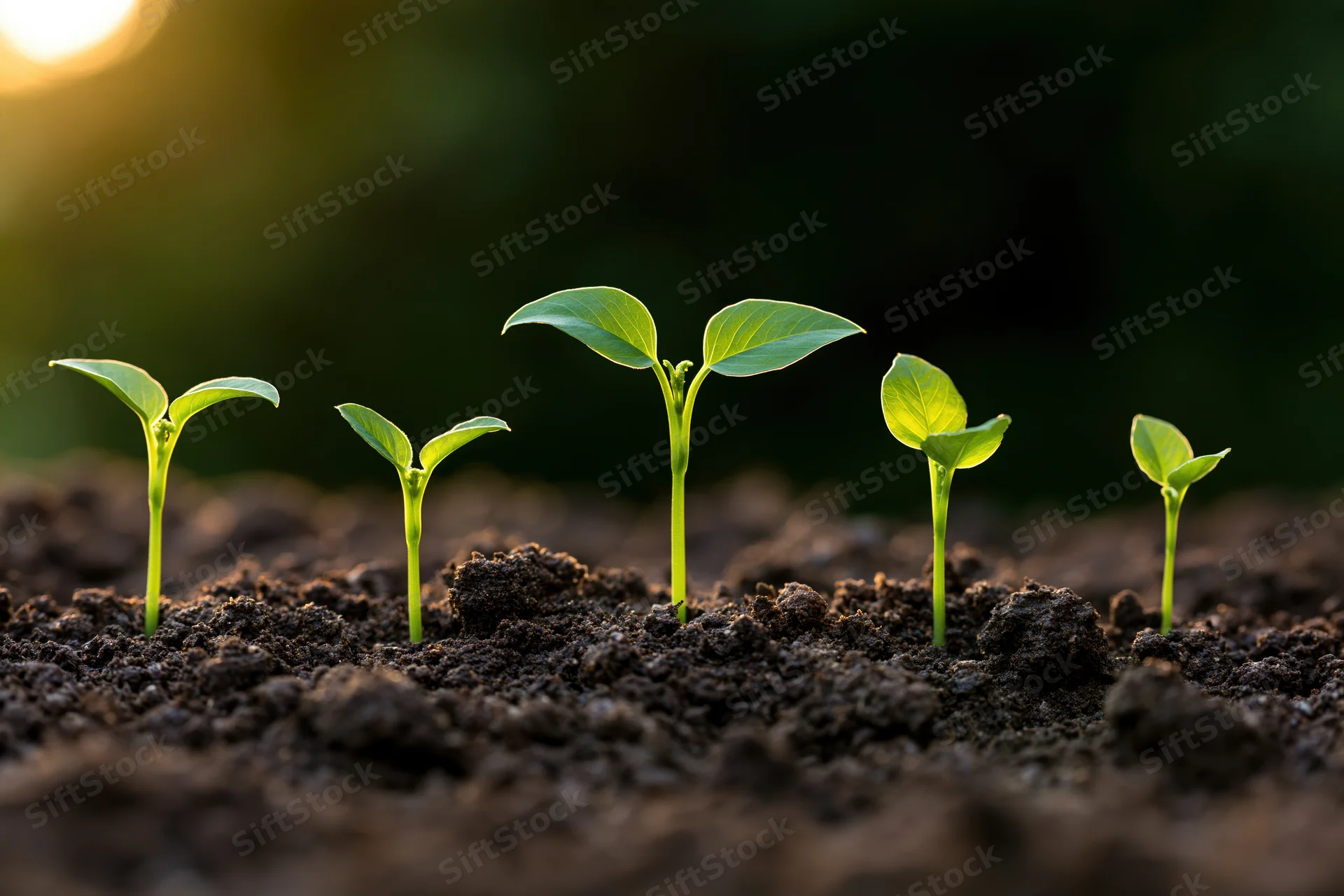 Five seedlings at different growth stages emerging from soil in a row under morning light