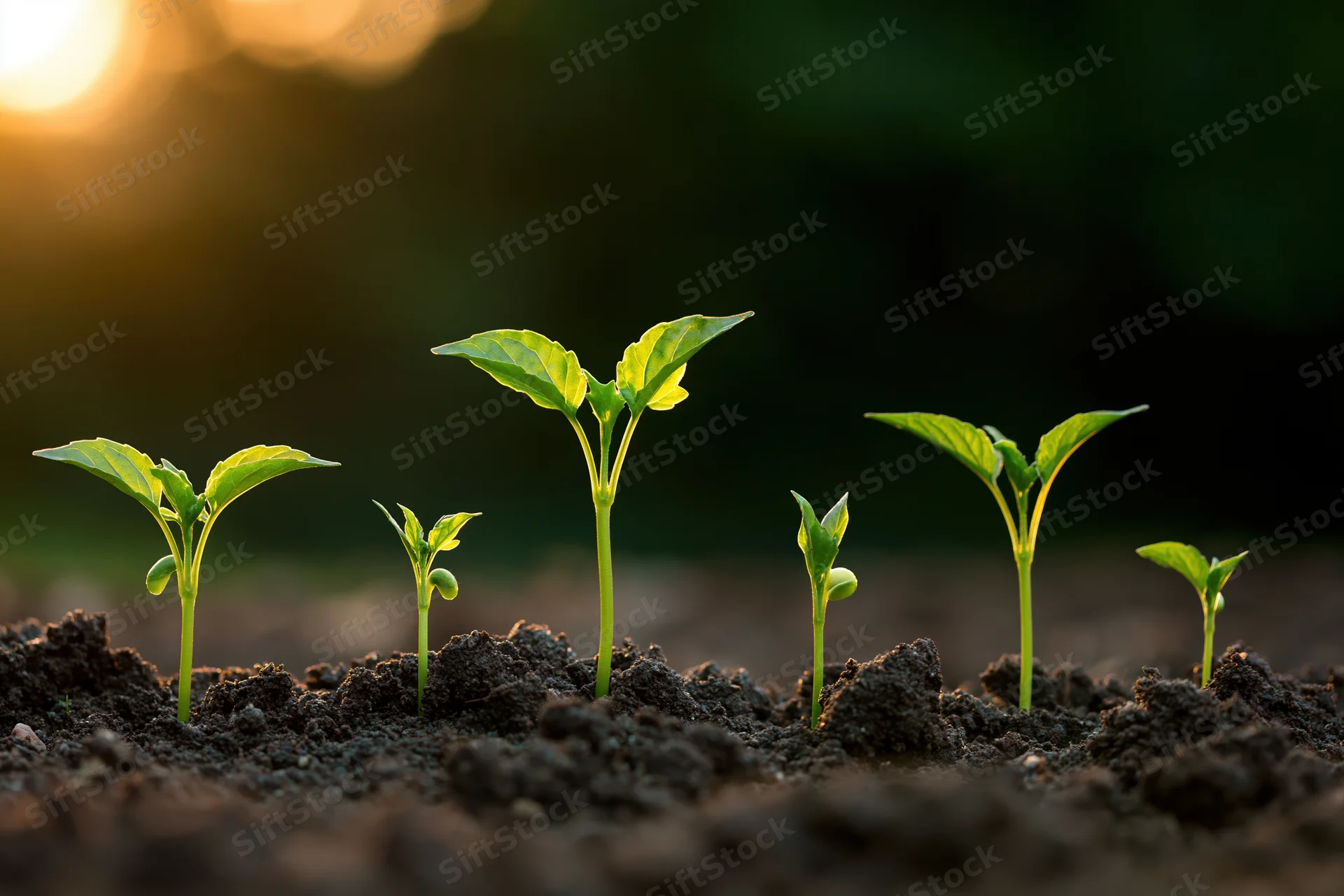 Five seedlings at different growth stages planted in a row in soil with sunrise glow in background