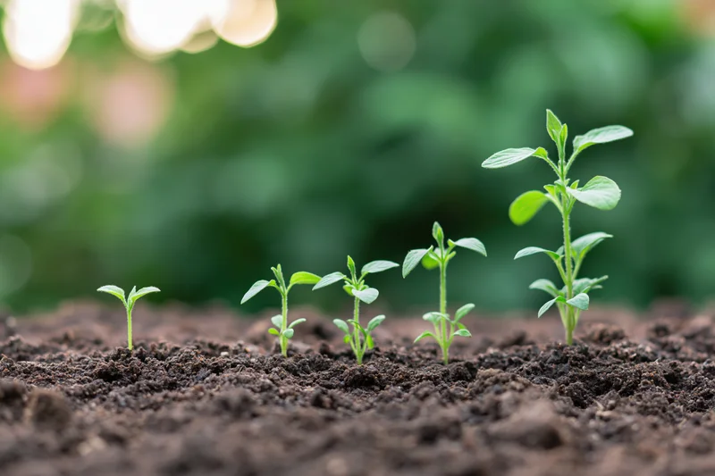 Five seedlings in progressive growth stages planted in a row in soil