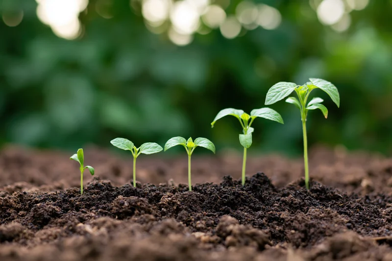 Five seedlings in progressive growth stages planted in a row in soil