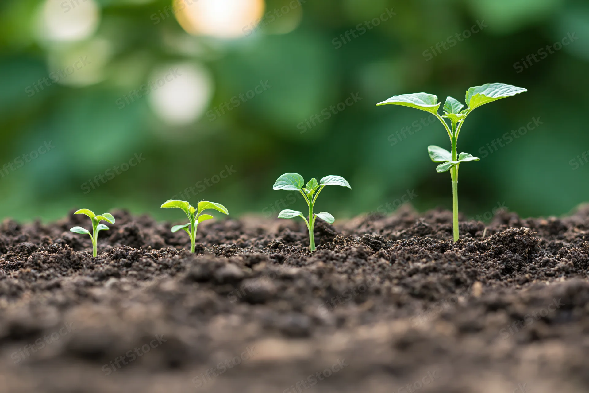 Four seedlings in progressive growth stages emerging from dark soil in a garden row